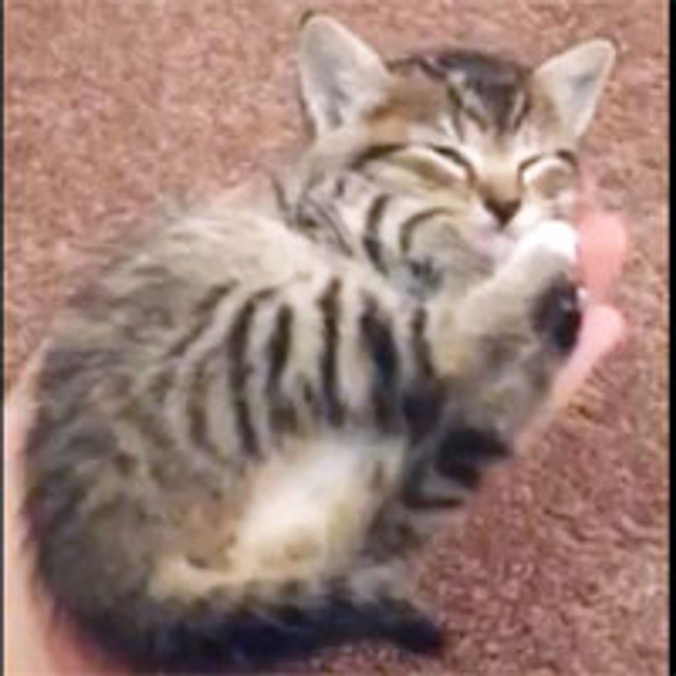 Tiny Kitty Falls Asleep in Hand