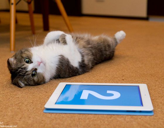 ipad cat toy
