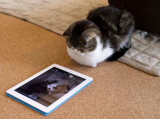 ipad cat toy