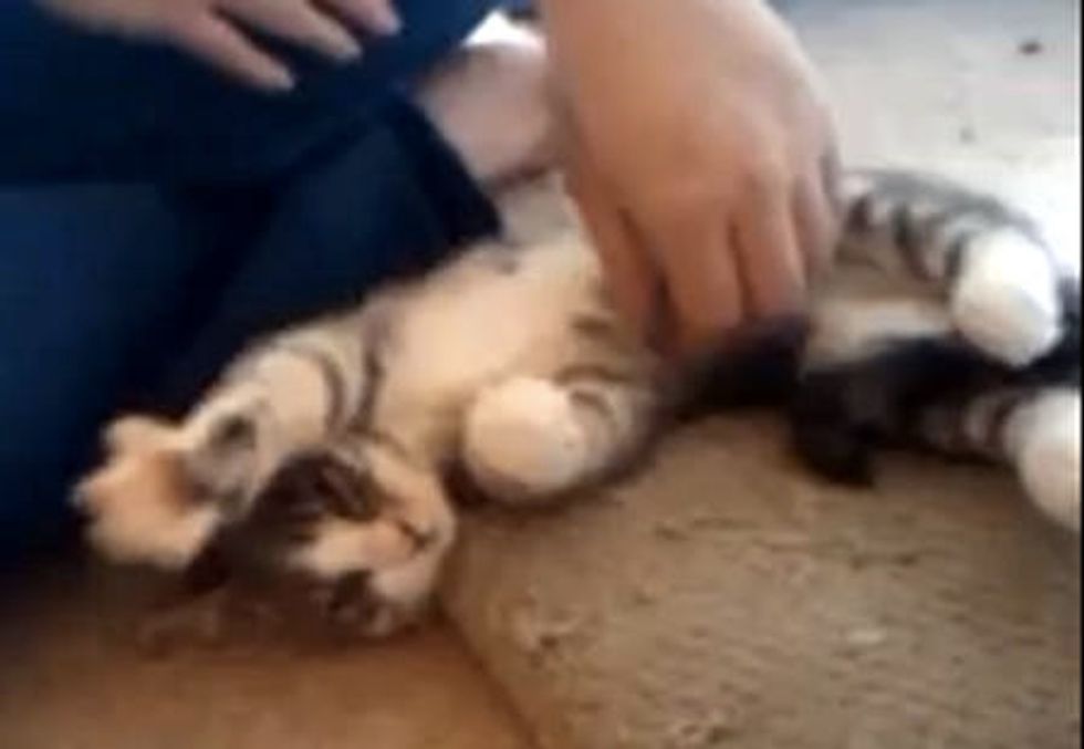 Kitty Kneading in the Air