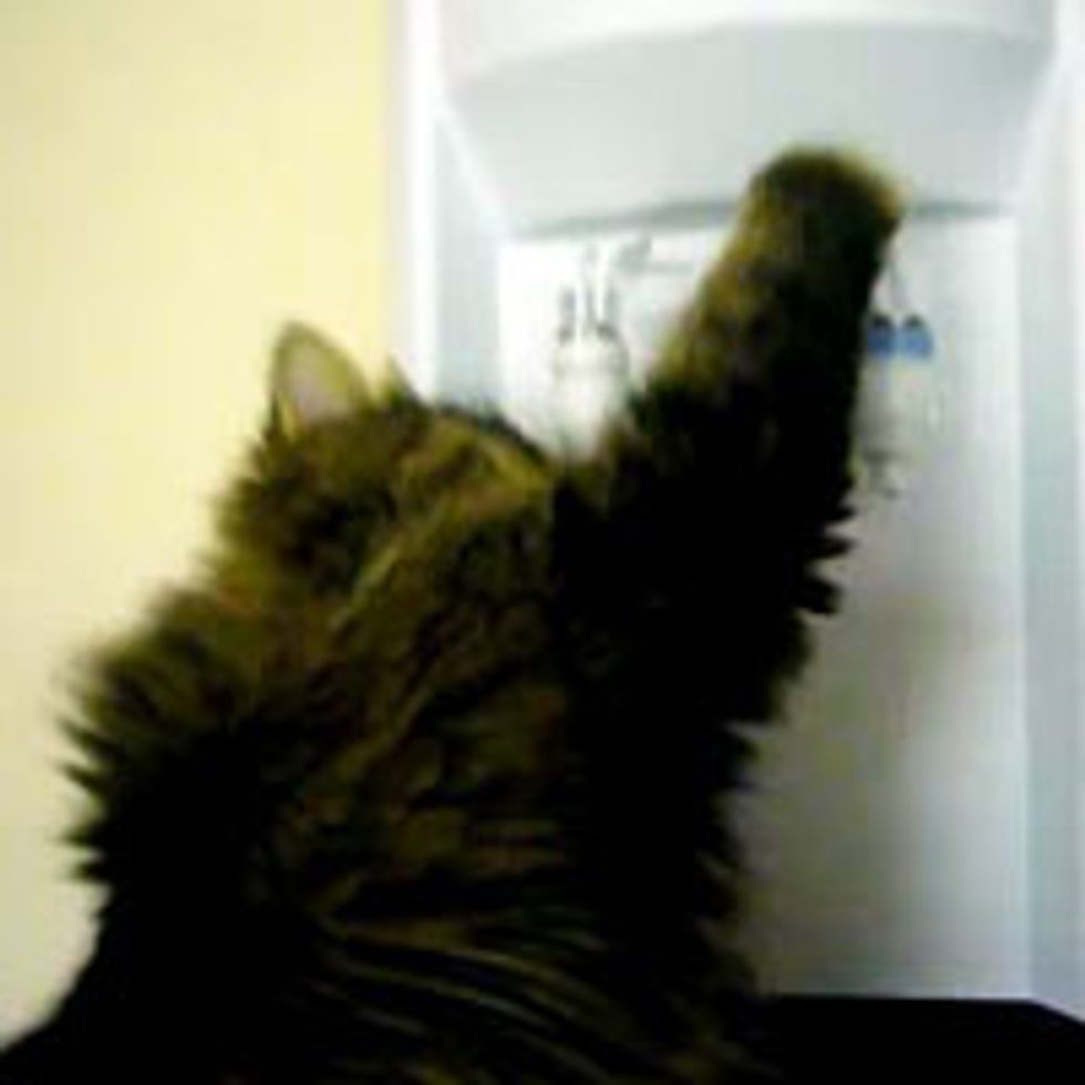 Smart Watercooler Kitty