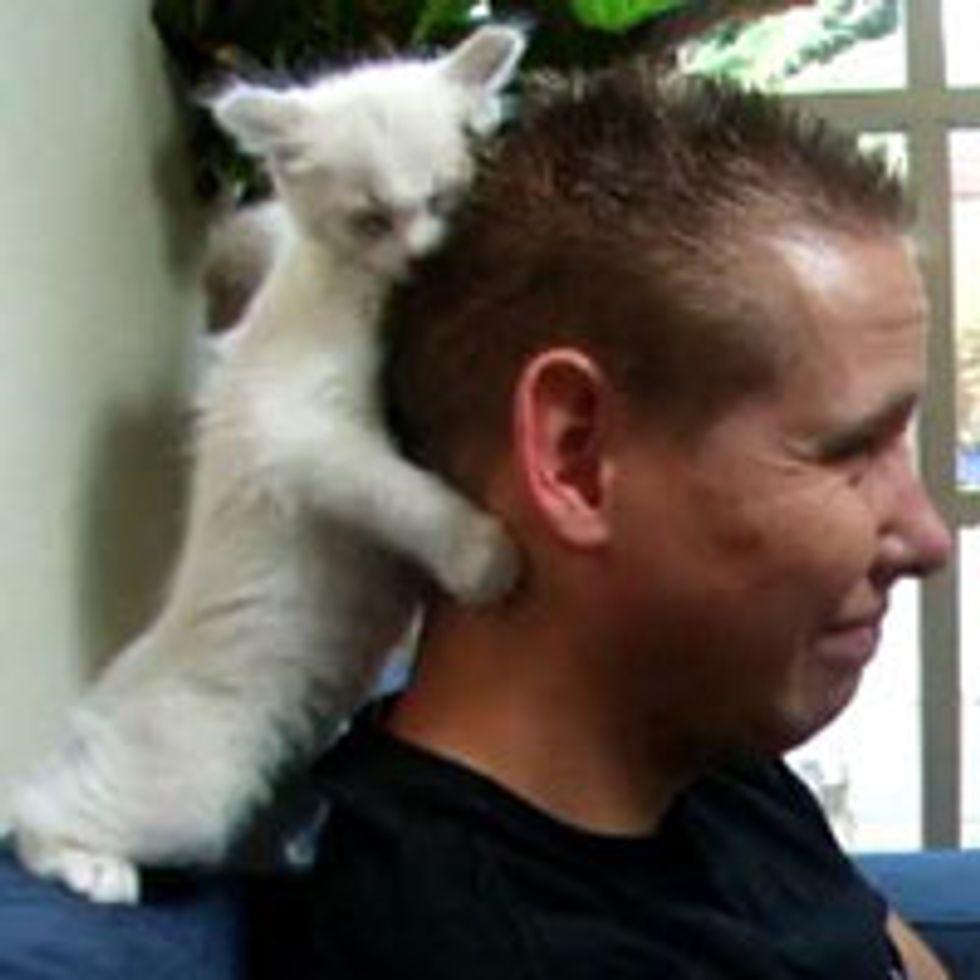 Ragdoll Kitten Loves His Human with a Passion