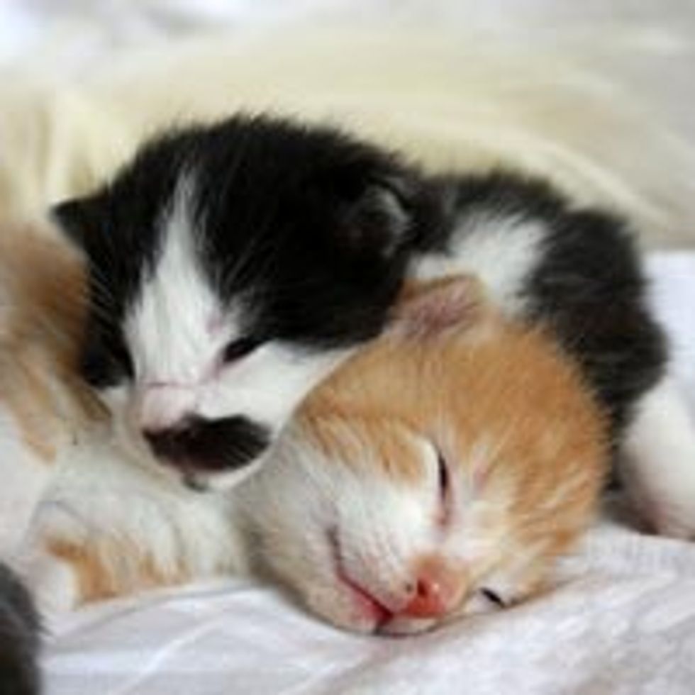 Teeny Tiny Kittens Sleep Gravitation