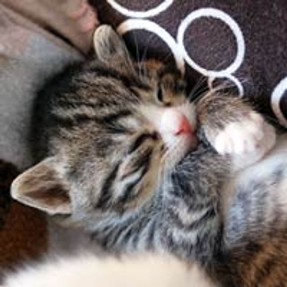 Let's Paws for a Nap