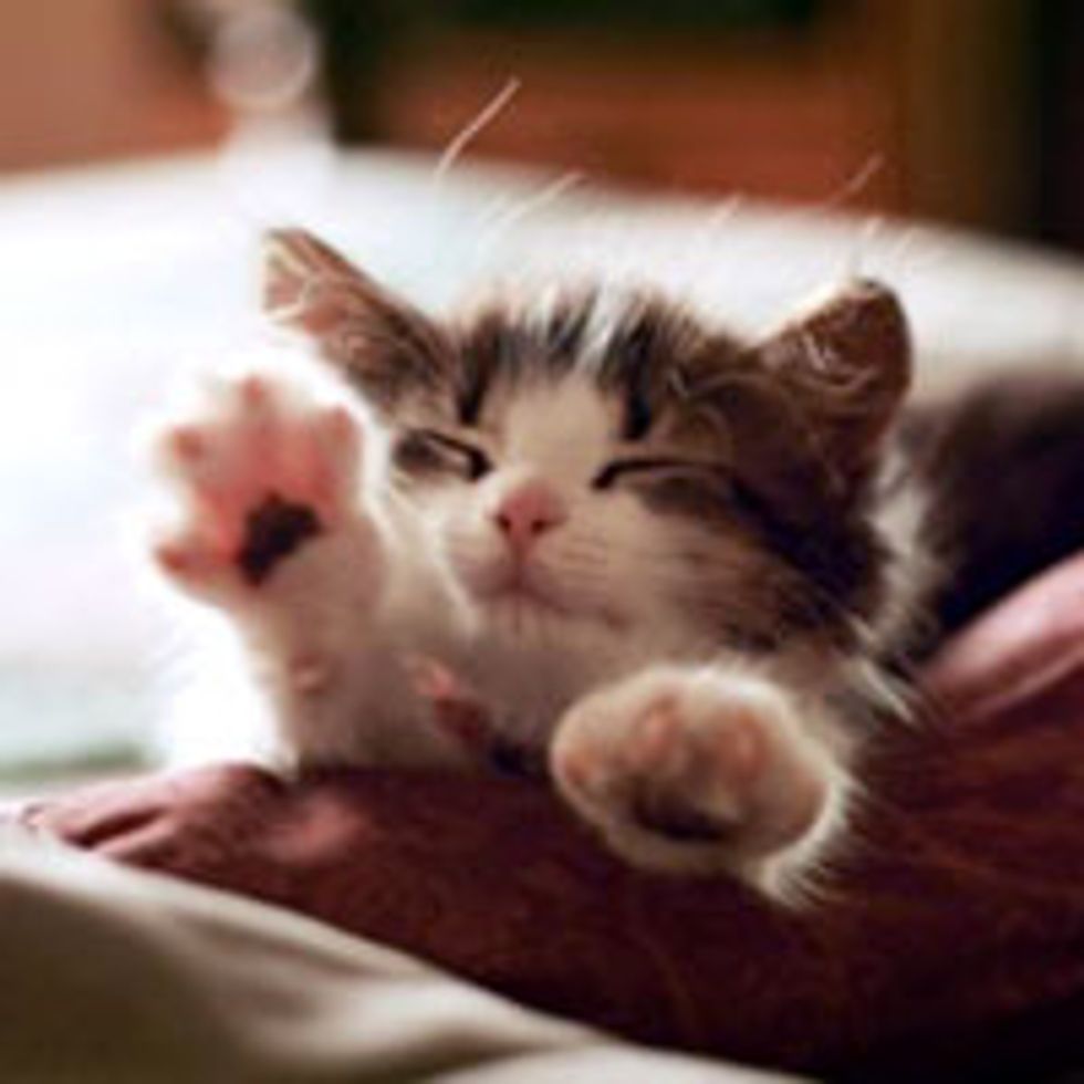 Cute Sweepy Stetchy Kitty Love Meow