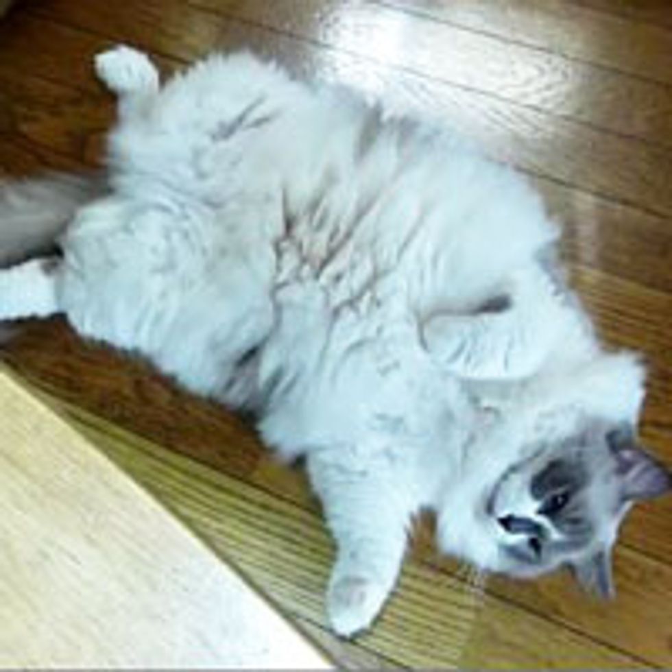 Very Fluffy Ragdoll and Her Big Belly