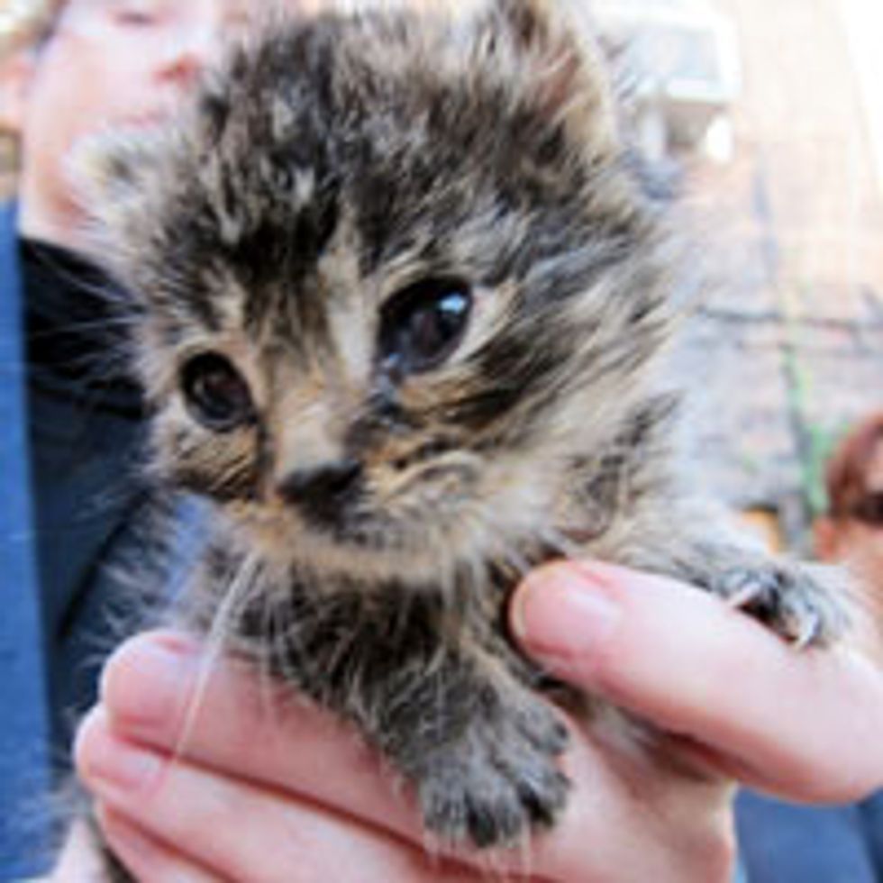 Wee Rescue Tabby Thankful for a Second Chance