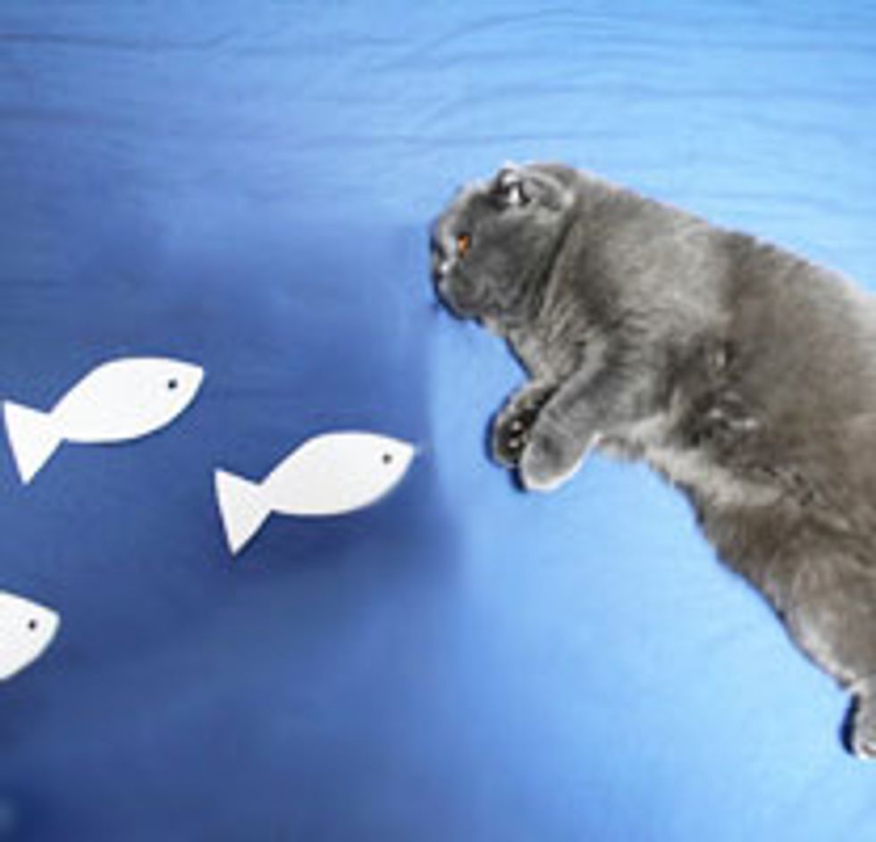 Kitty Inspires Human to Create Art