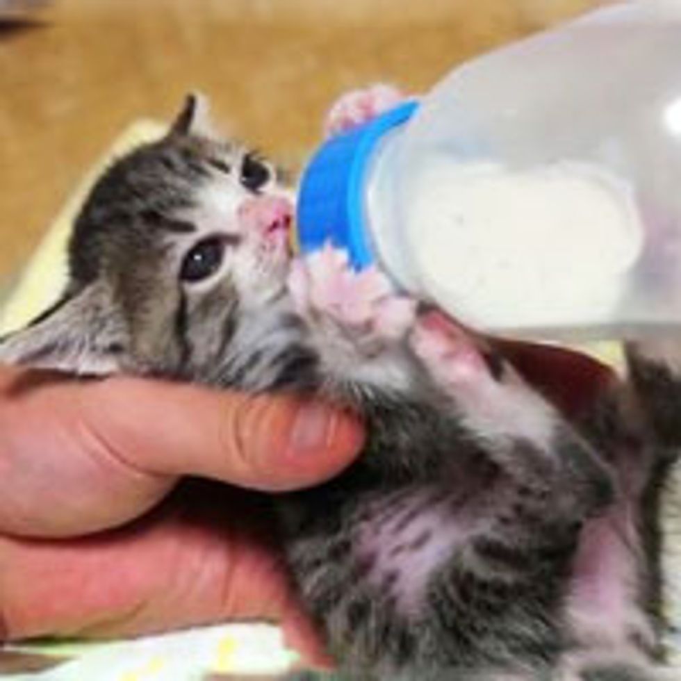 Teeny Kitten Bottle Feeding