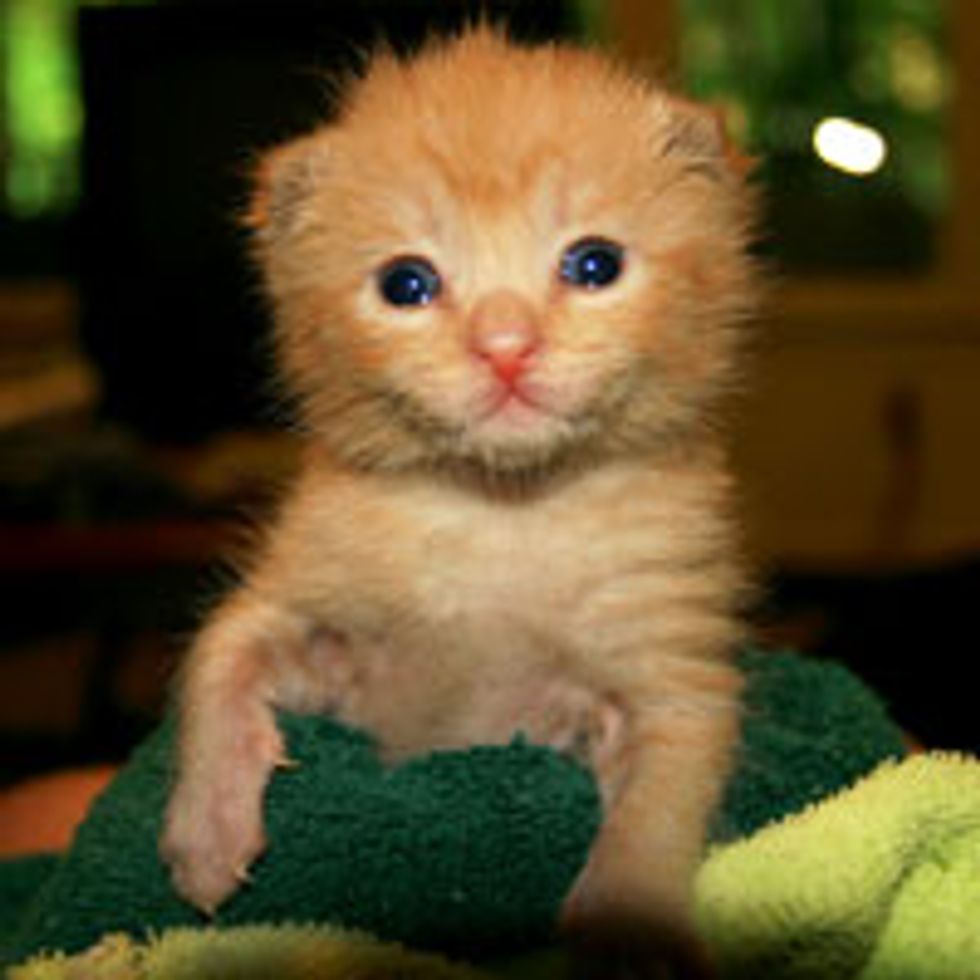 Tiny Ginger Orphan Lost but Found
