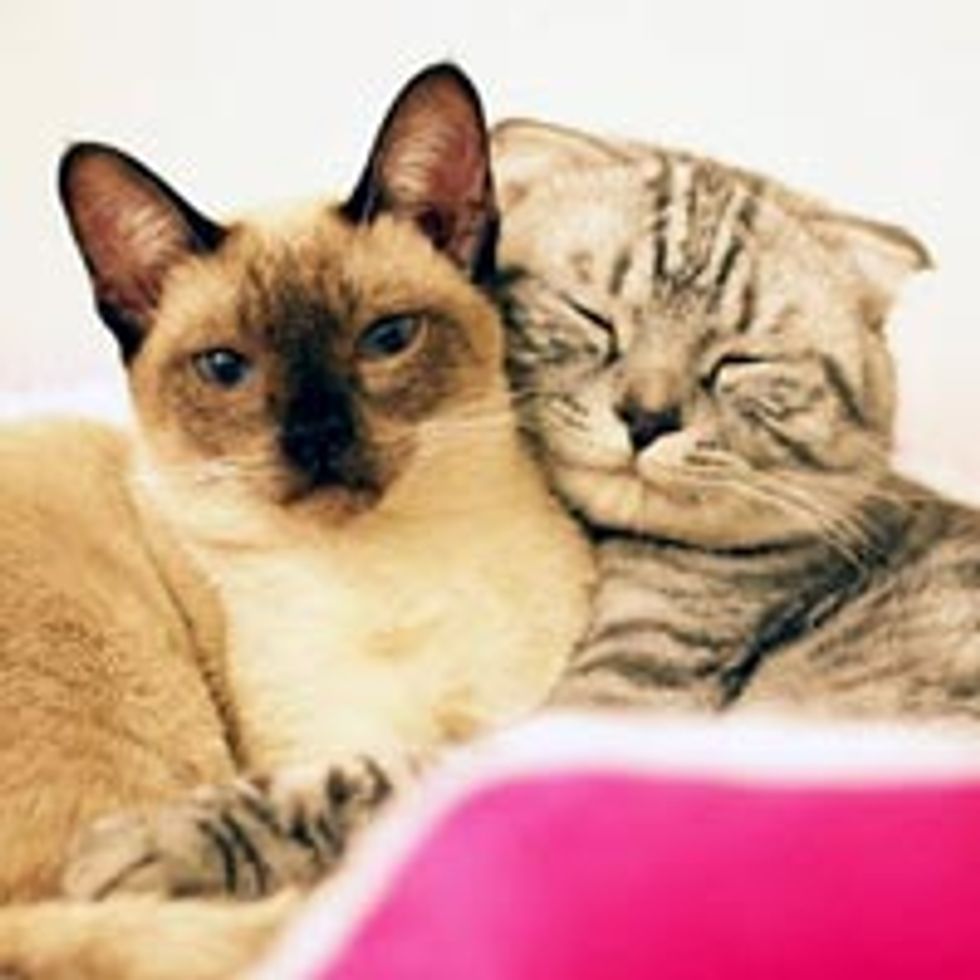 Two Inseparable Cuddle Buddies