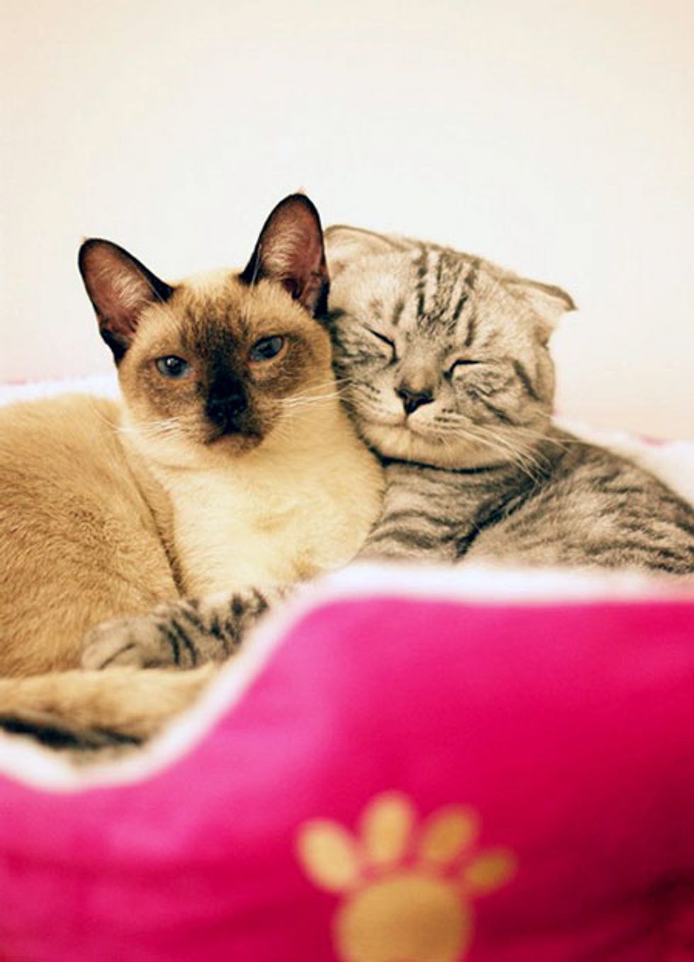 two-inseparable-cuddle-buddies-love-meow