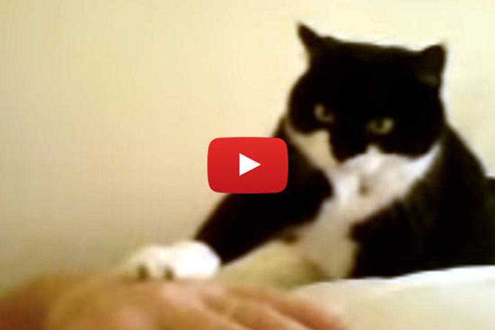 Kitty Alarm Wake-up Call