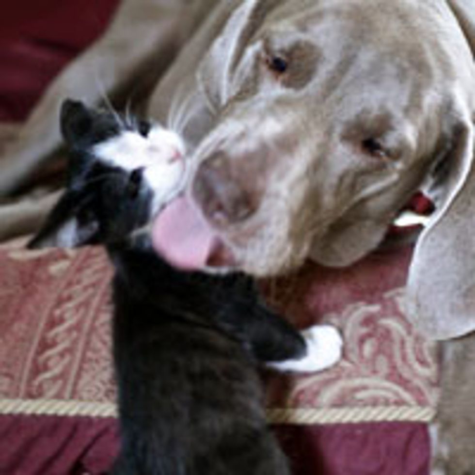 Oreo the Tuxedo Kitty Found Surrogate Mom in a Dog