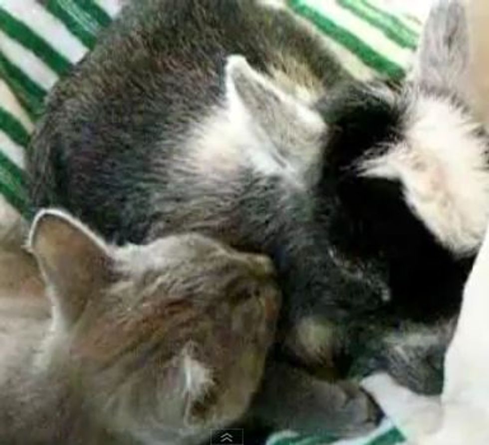 Kitty Gives Baby Goat A Bath Love Meow