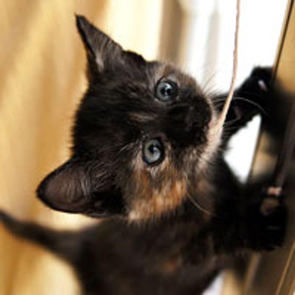 Curious Little Rescue Tortie Investigates String