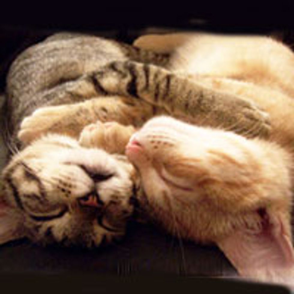 Synchronized Kitties
