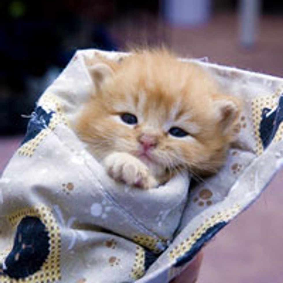 Tiny Bitty Bundle of Ginger Cute