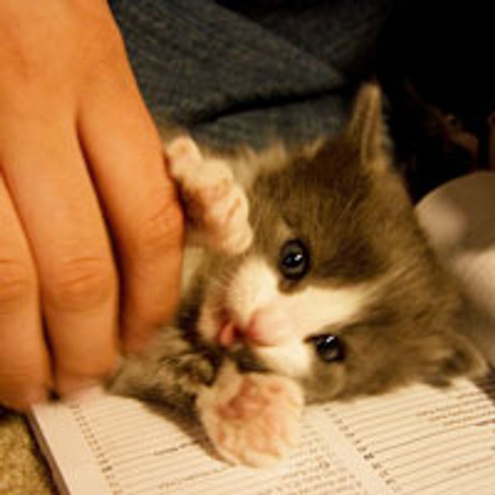 Teeny Tiny Kitty Loves Tickles