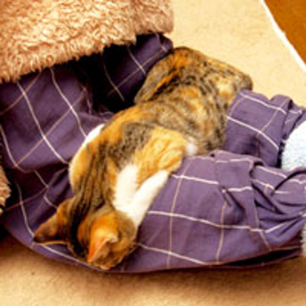 Sleepy Kitty Melts to Sleep