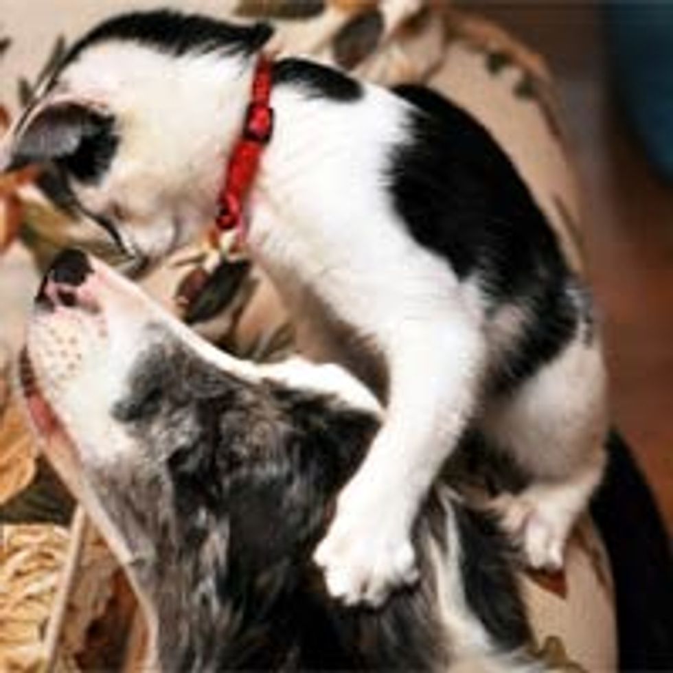 Cow Kitty Gives Dog Buddy Hug Attacks