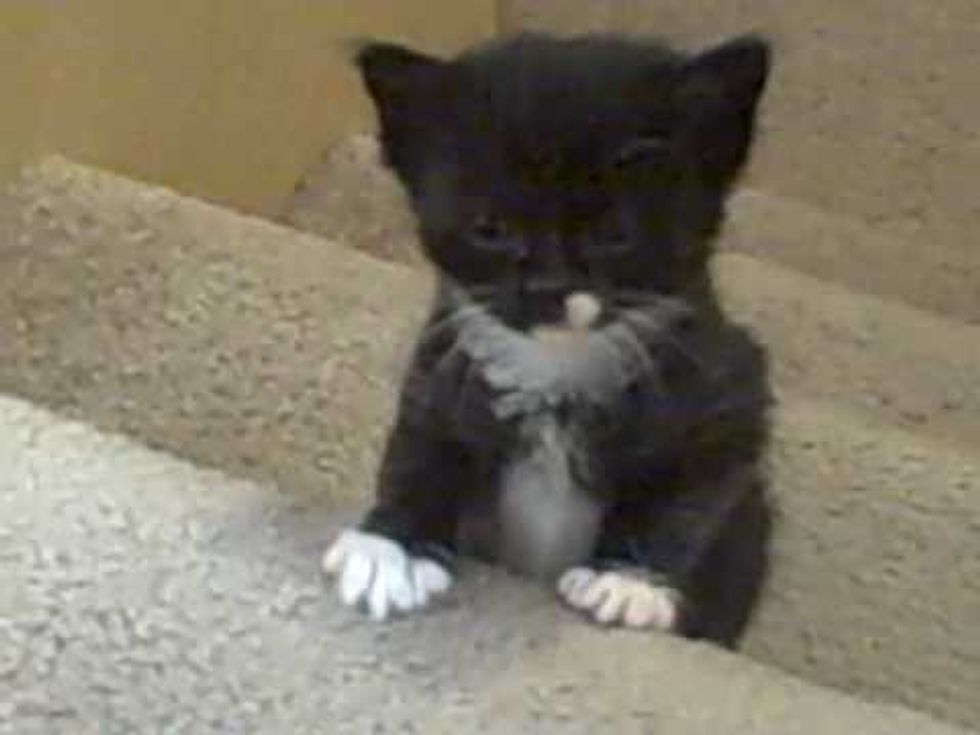 Kittens' First Time Up Stairs