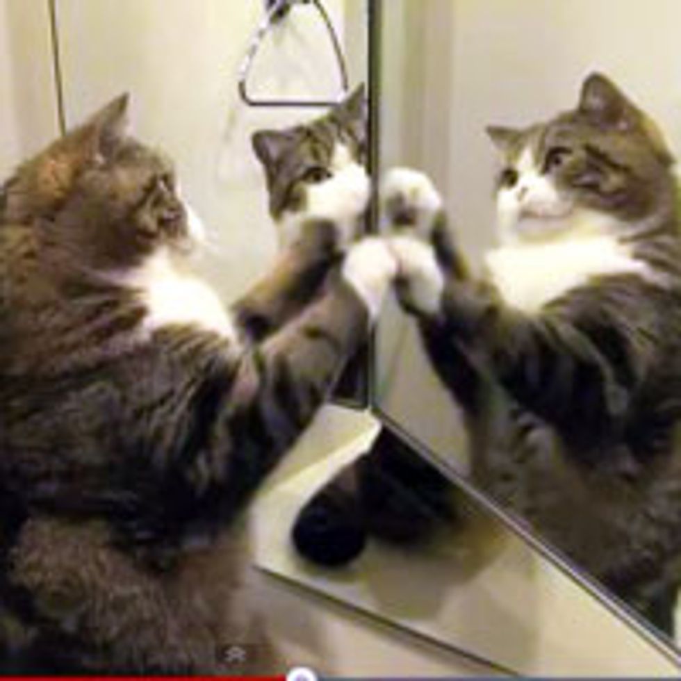 Maru and His 'Clones'
