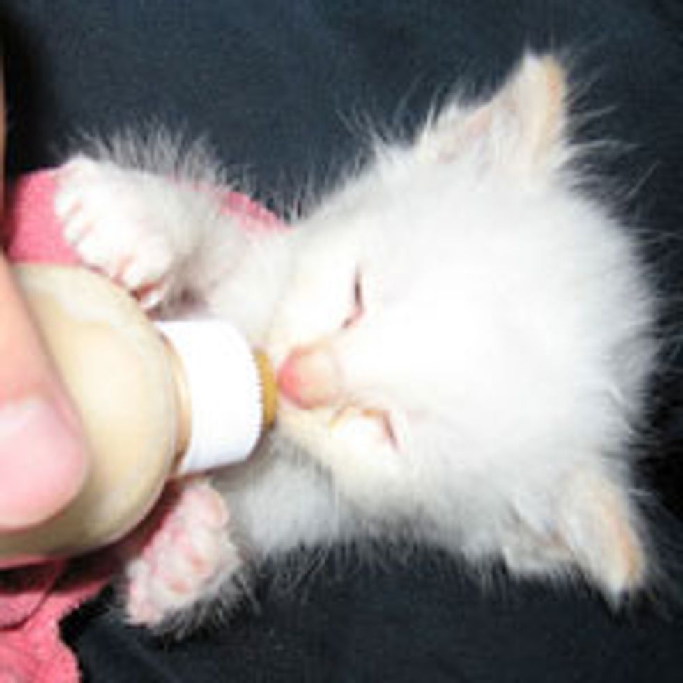 Little White Fuzzball Demands for Her Bottle