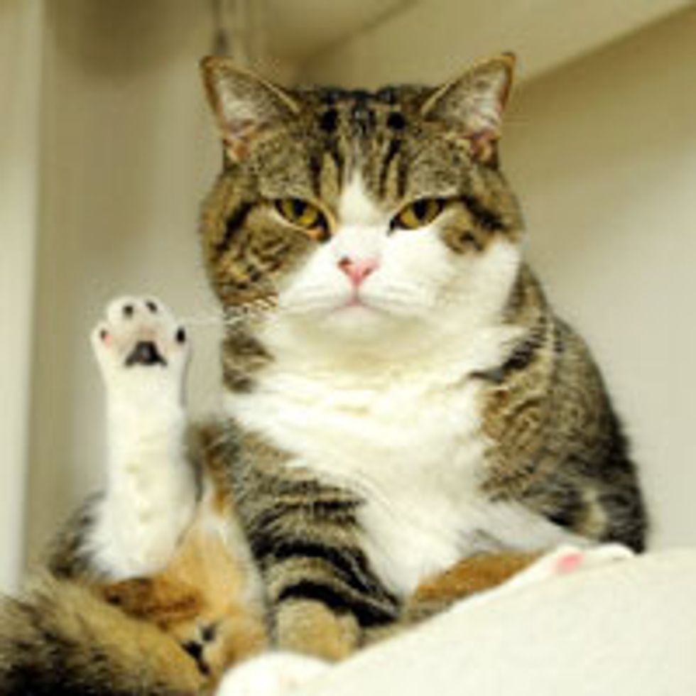 Maru Says 'Talk to the Paw!'