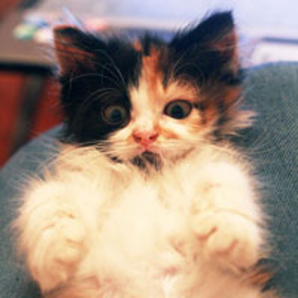 Tiny Calico Visits a Wonton Shop and Finds a Second Chance