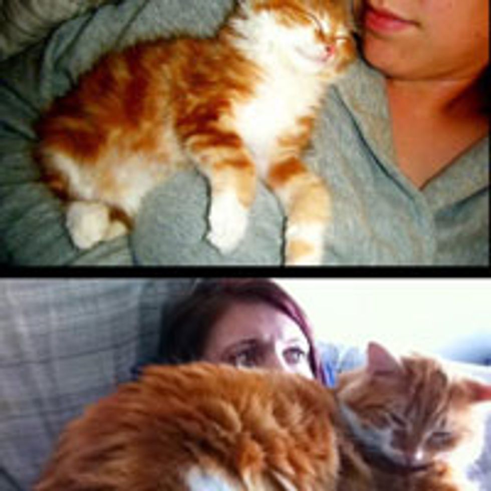 Shoulder Kitty Then and Now
