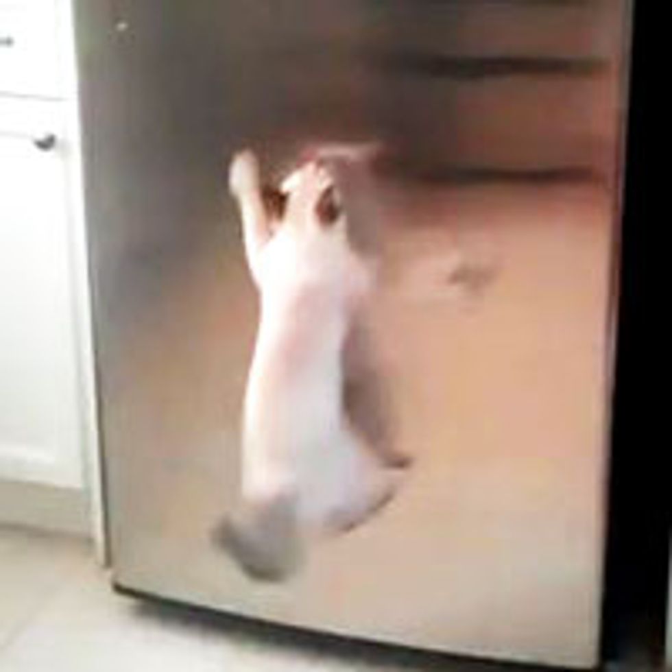 Kitty Tries to Get Tuna From Fridge