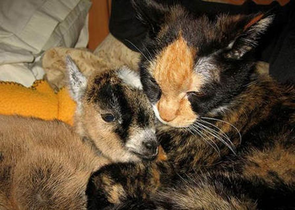 Tortie Cat Becomes Surrogate Mom to Orphan Baby Goat