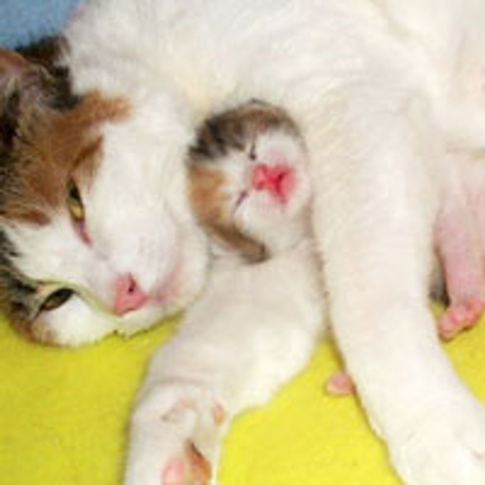 Protective Cat Mama Cuddles Her Kitten with Unconditional Love