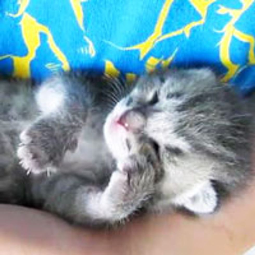 Tiny Sweepy Kitten Having a Purry Dream