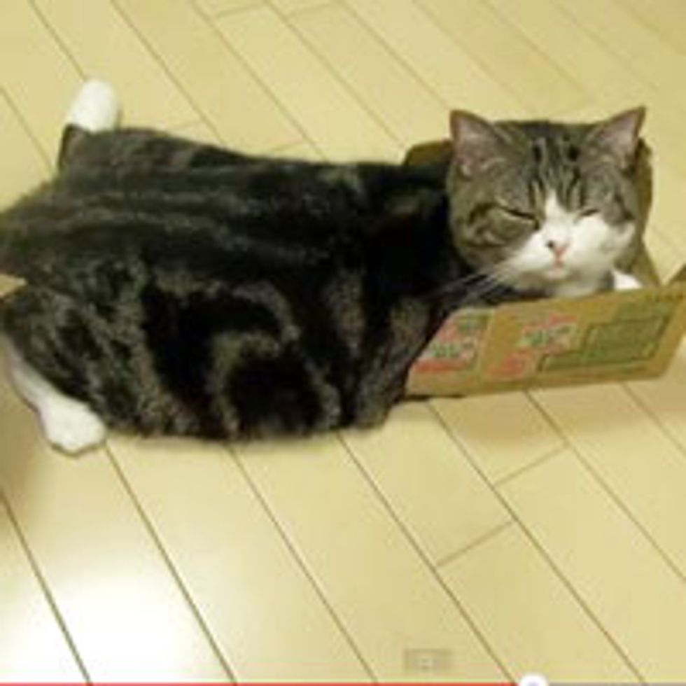 Maru and His Cardboard Obsession!