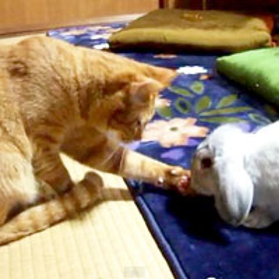 Kitty Greets Bunny with Paw Shake