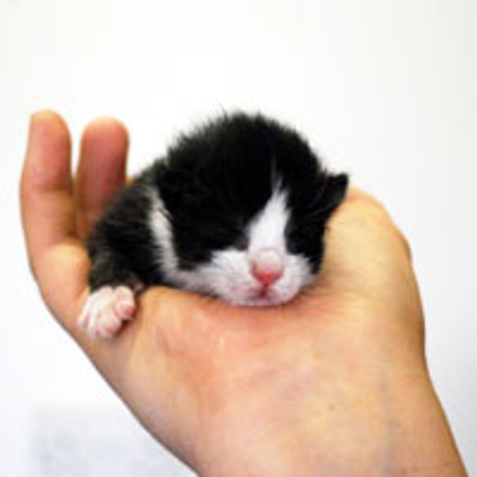 Tiny Hand Held Tuxedo in Sweepy Mode