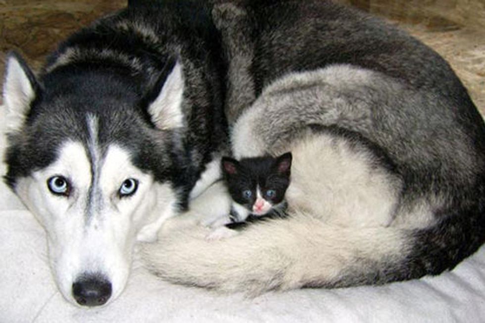 Tiny Tuxedo Kitty Adopted by Siberian Husky Dog