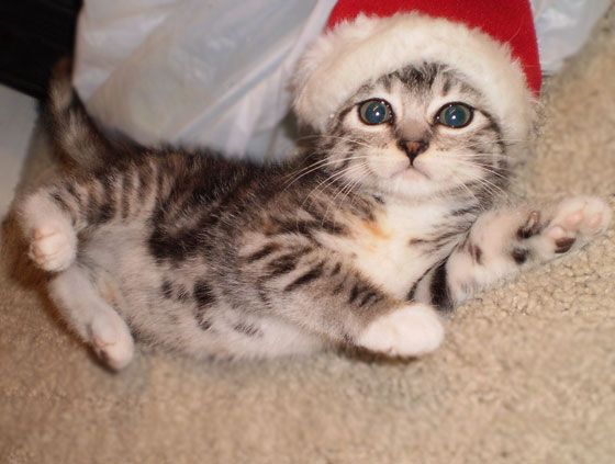santa cat