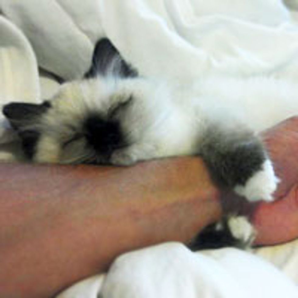 Ragdoll Kitty Cuddles Human to Sleep