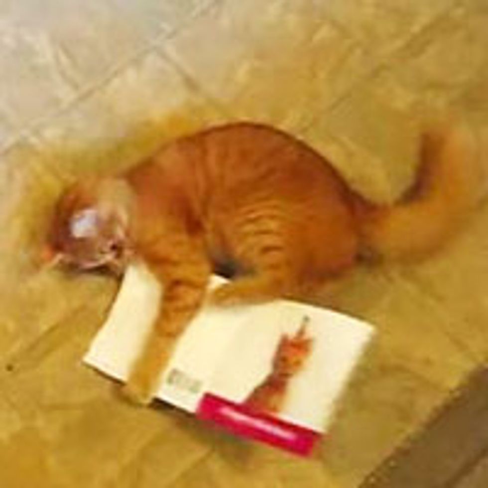 Cat Rescues Singing Kitties out of Birthday Card