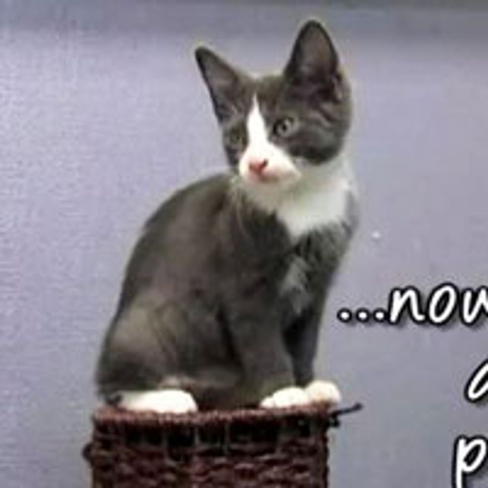 Online Pet Shelter
