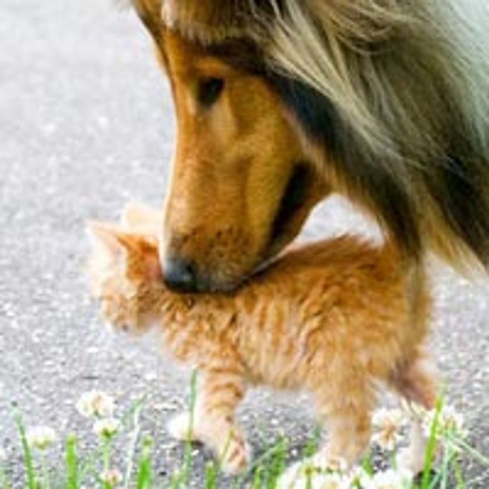 Tiny Ginger Finds Protective Canine Furiend
