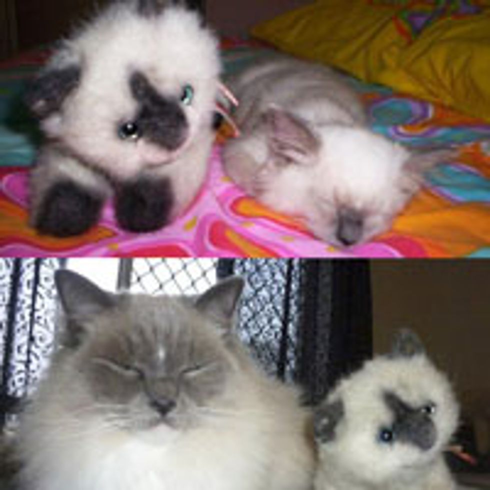 Kitty's Lifelong Plushy Companion, Then and Now