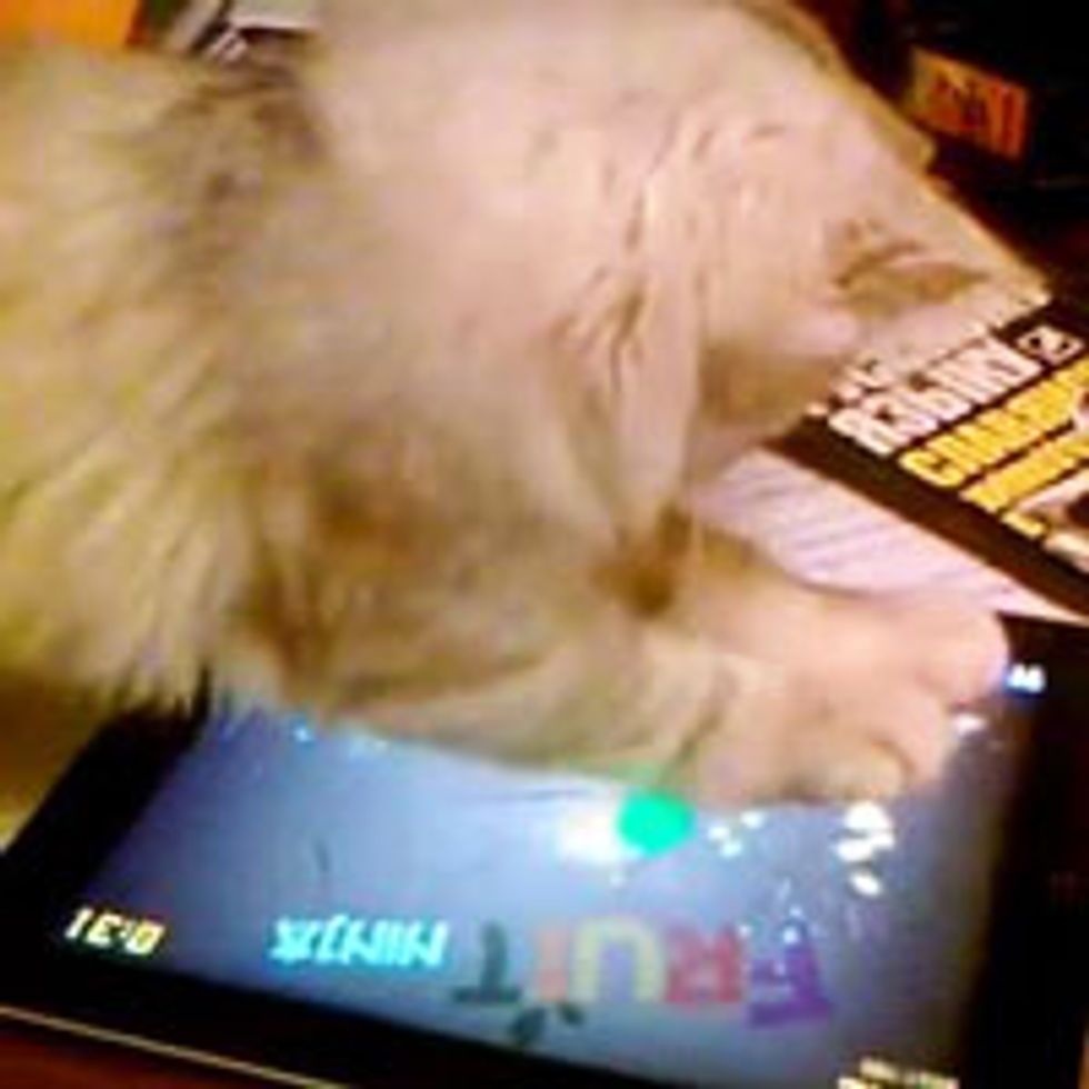 Kitty Plays 'Fruit Ninja'
