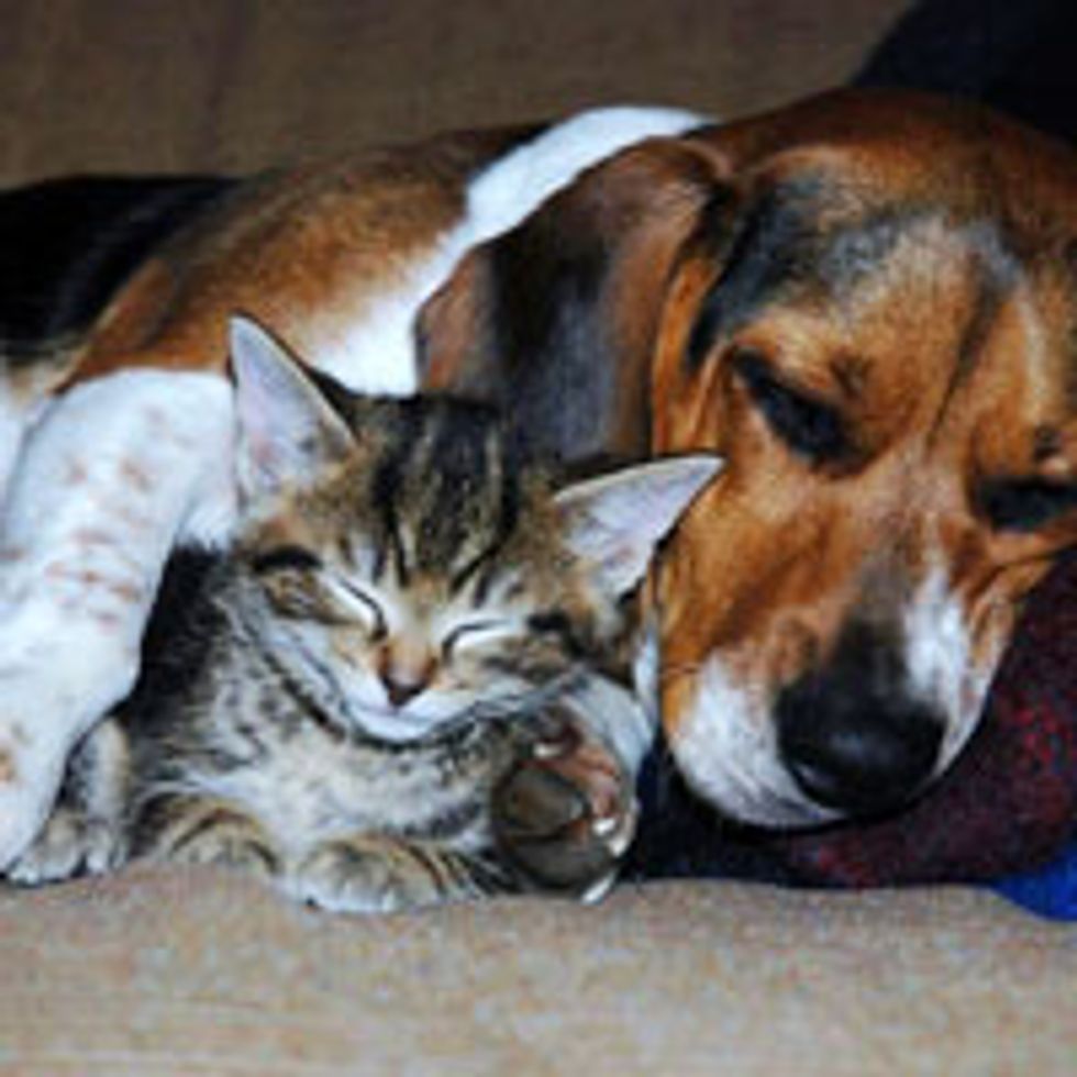 Tabby Kitty Adopted by Dog, Best of Friends