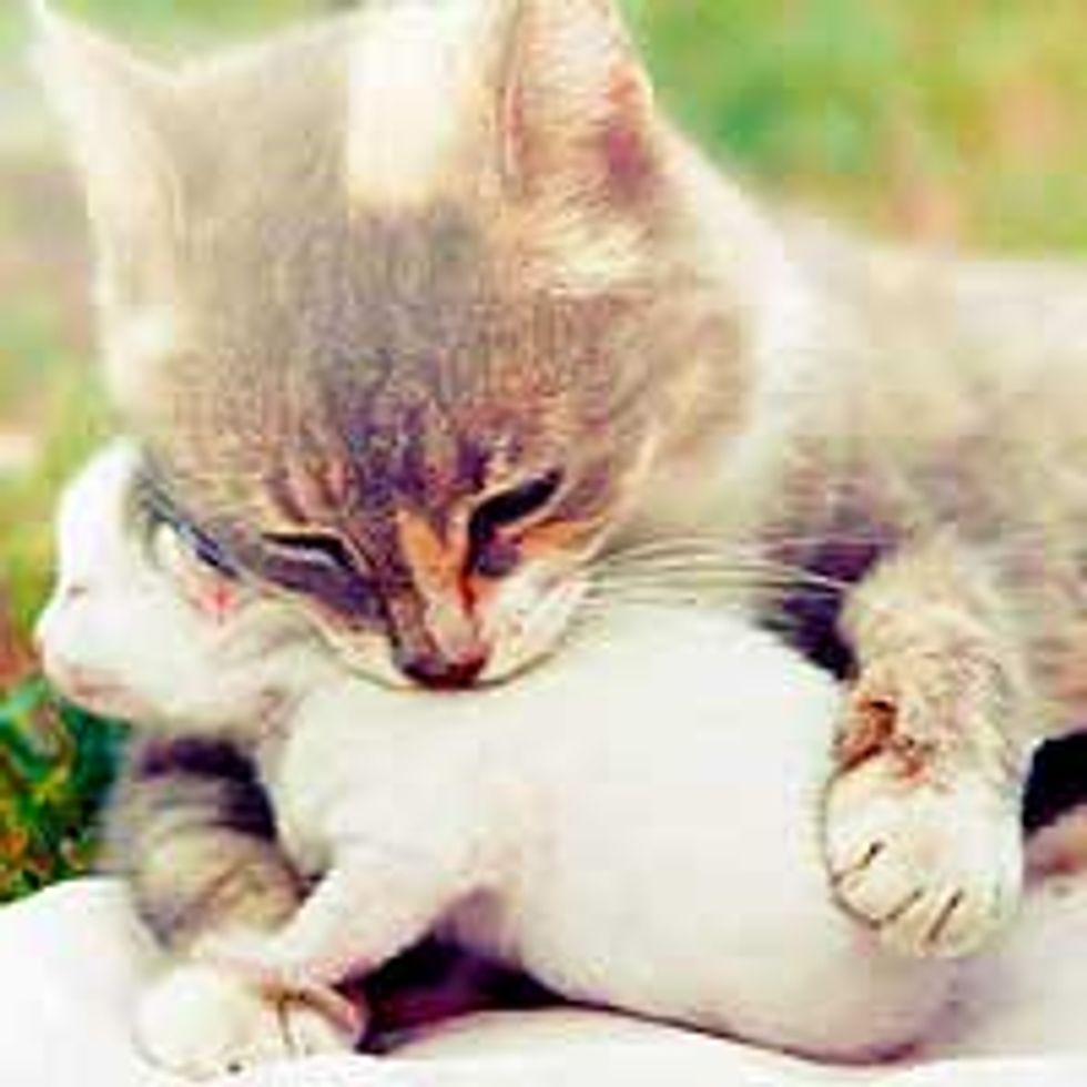 Top 10 Amazing Cat Stories from 2011 Love Meow