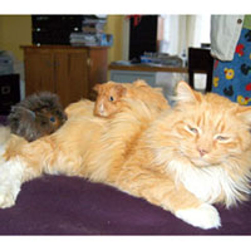 Fluffy Ginger Keeps Guinea Pigs Warm