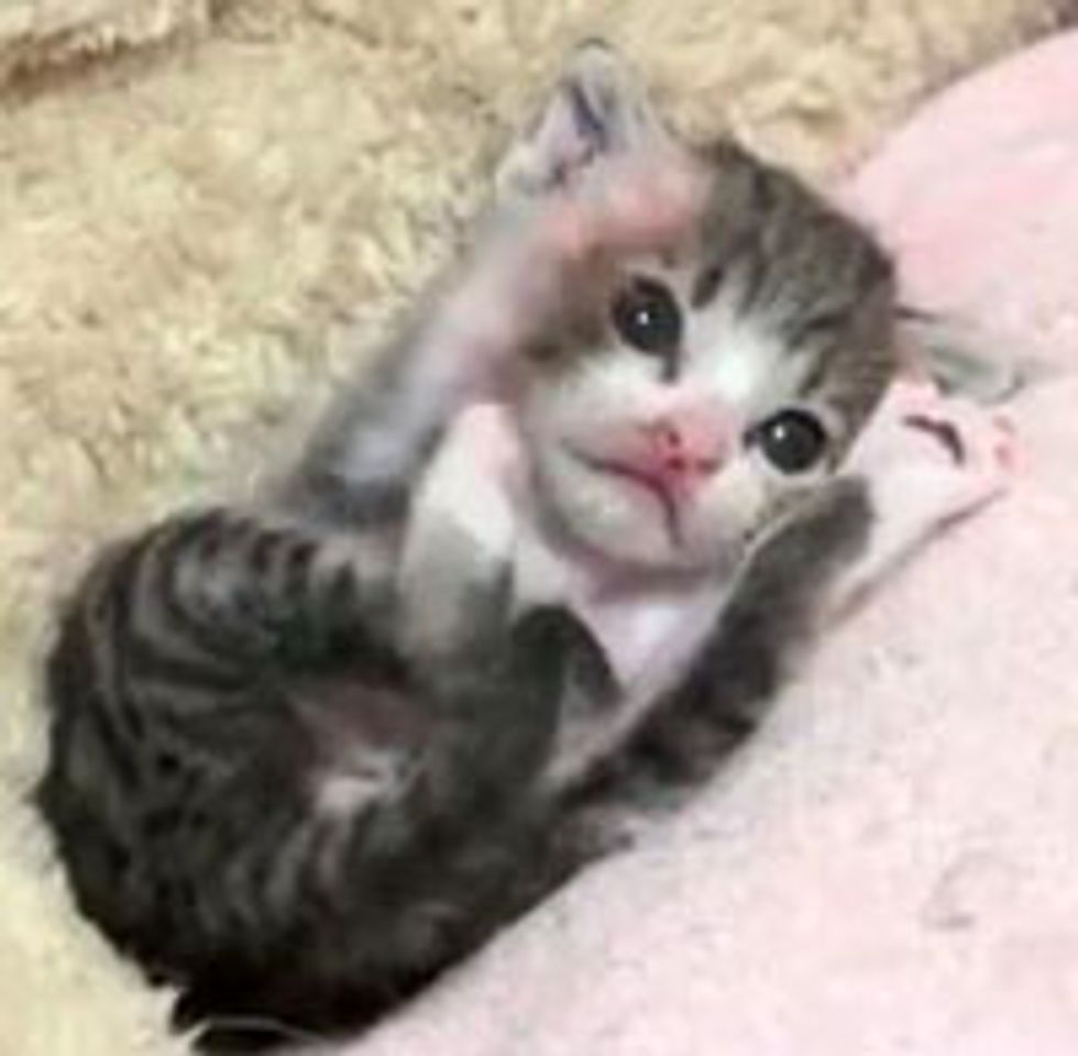 Top 10 Adorable Cat Videos from 2011